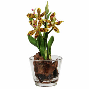 Yellow Starolous Orchid Arrangement