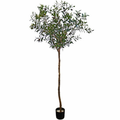 Olive Tree With Leaves & Fruit