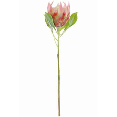 Blush King Protea Stem