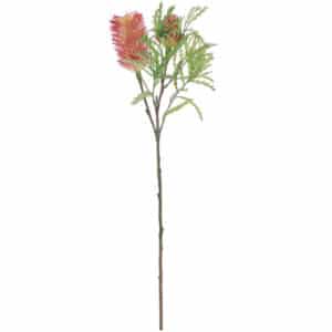 Flame Yellow Banksia Stem
