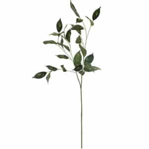 Green Florida Beauty Stem