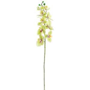 Green Phalaenopsis Orchid Stem