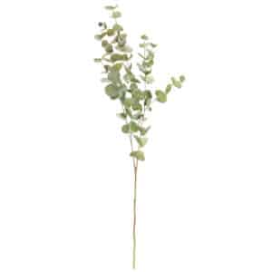 Green Yellow Eucalyptus Stem