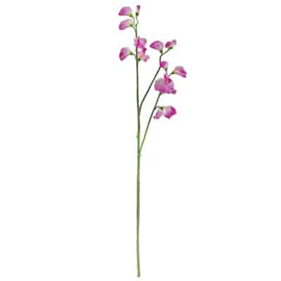 Lilac Sweetpea Stem