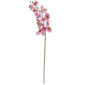 Mauve Phalaenopsis Orchid Stem