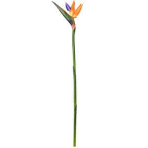 Orange Bird of Paradise Stem
