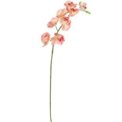 Peach Phalaenopsis Orchid Stem