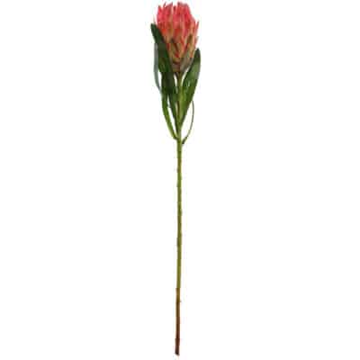 Pink Queen Protea Stem