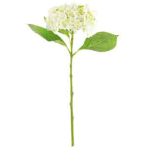 White Hydrangea Stem