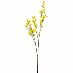 Yellow Forsythia Stem