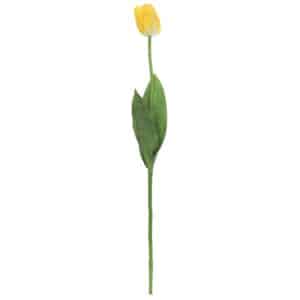Yellow Garden Tulip Stem